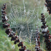 осенние кружева