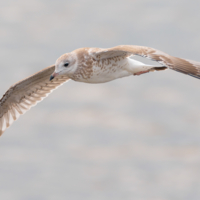 На воздушных потоках.