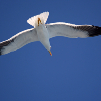 Широко расправив крылья