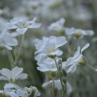 Волшебные цветы