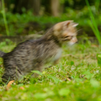Motion blur котёнка
