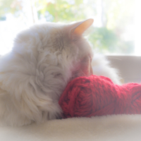 Белое и красное