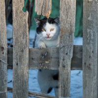 - Кто мой забор сломал?!!