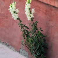 Природа и урбанизм