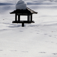 корма нет...