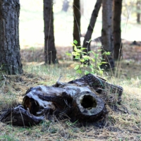 Пень с дырками.