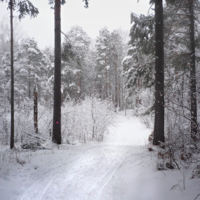 Прогулка на лыжах