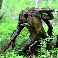 Пень с дыркой "Циклоп".