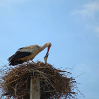 Расти большим.