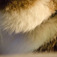 Котэ. Фрагмент