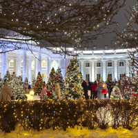 В царстве новогодних ёлок