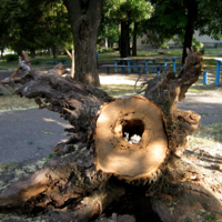 Пенек с дыркой