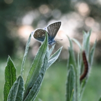 Красавица и чудовище
