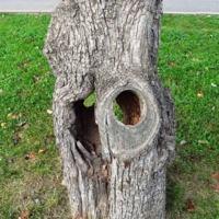 Ствол груши