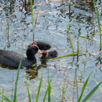 Как у людей
