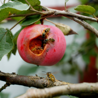 Любопытство не порок
