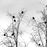 Свиристели