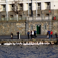 Забота о птицах.