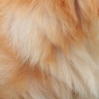 Когда шерстка чистая