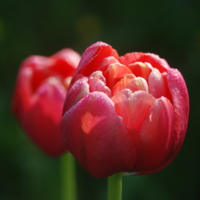 Без света и тьмы не почувствуешь красоты