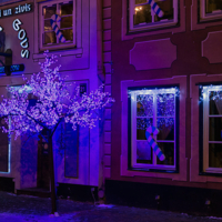 Расцвела под окошком новогодняя вишня