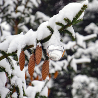 Мороз снежком укутывал...