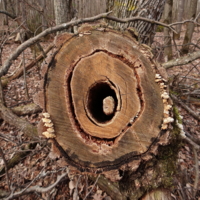 Достань сюрприз!