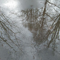 Осенняя лужа