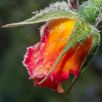 Лёд и пламя