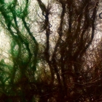 В шерстяном лесу