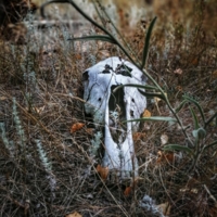 Жизнь и смерть всегда рядом