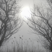 Сквозь туман