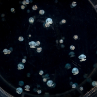 ...в созвездие Горгоны