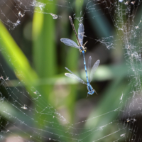 Свобода близко, сеть разорвана...