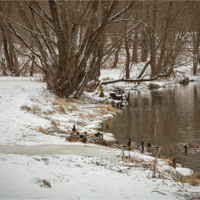 уточек покормить...