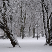 По заснеженному парку