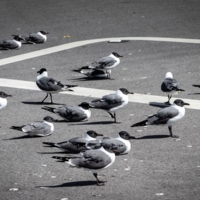 Чайки в цвете