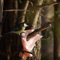 Синичкина радость