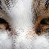 Шерстяной взгляд