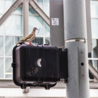 Жизнь и металл