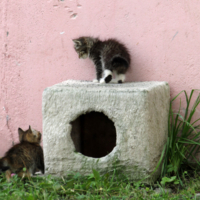 Котюрморт с дыркой