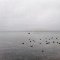 Утки поутру