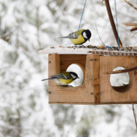 Каждой синичке по дырке
