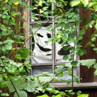 Улыбка в окне