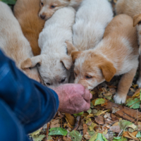 когда мамаши нету дома...