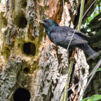 Дыры, дырки, дырочки...