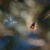 Паук на закате