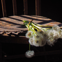 Бренность жизни