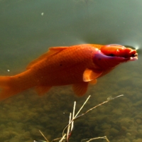 Чешуя карпа.