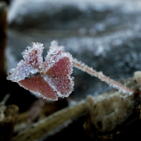 Подморозило ууу-дачу